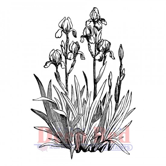 Deep Red - Estampe «Iris In Bloom» 2.2"X3"