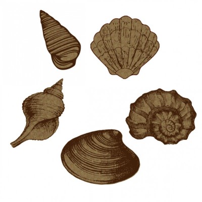 Creative Embellishments - Chipboard «Large Seashells» 5 pcs